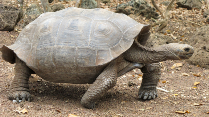 Chelonoidis chathamensis - Bild: mtkopone, CC BY-SA 2.0, via Wikimedia Commons