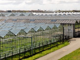 Bauernverband: Gewächshäuser bleiben wegen hoher Energiepreise leer