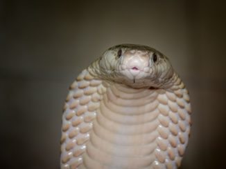 Zoll findet fünf giftige Kobras in Auto nahe Regensburg