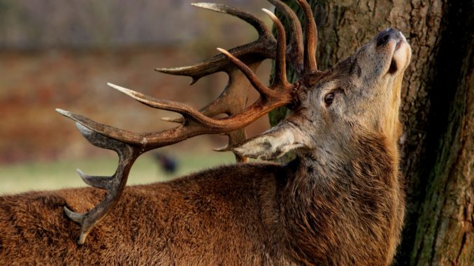 wildlife-3128367_1920 Rothirsch