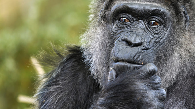 Fatou - Bild: Iwon Blum, CC BY-SA 4.0, via Wikimedia Commons