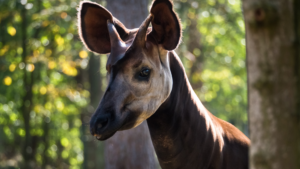 Stuttgarter Zoo Wilhelma freut sich über neugeborene Waldgiraffe