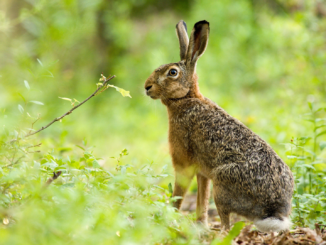 Bestand an Feldhasen in Deutschland entwickelt sich weiter positiv