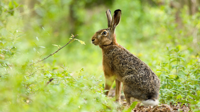 Feldhase