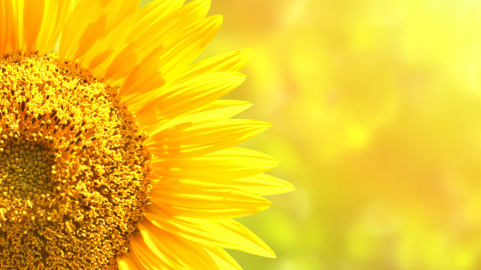 flash_up_symbolbilder_ - 2022-04-08T130819.532 Sonnenblumen