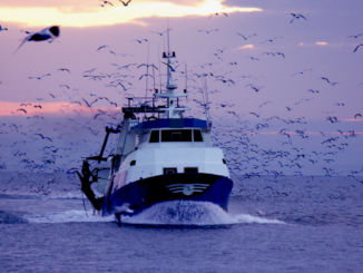 Einigung in Fischereistreit zwischen Frankreich und Großbritannien offenbar in Sicht