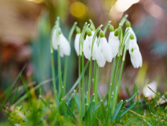 Frühblüher sind eine Woche früher dran als vor hundert Jahren