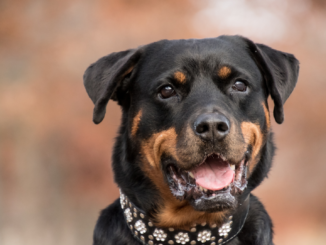 Studie: Rasse eines Hundes wirkt sich kaum auf sein Verhalten aus