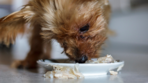 Stiftung Warentest: Auch preiswertes Hunde-Nassfutter schneidet gut ab