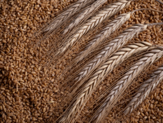 G7-Agrarminister kritisieren Indiens Verbot von Weizenexporten