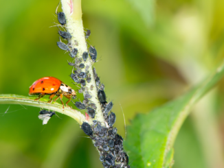 Wie verändert sich die biologische Vielfalt weltweit?
