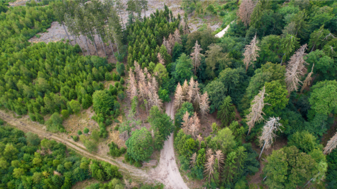 Symbolbild: Waldsterben