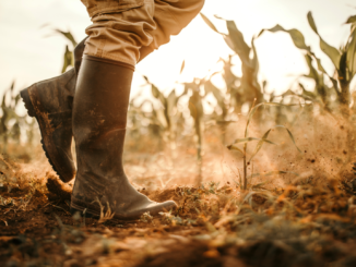 Frauenanteil bei neu abgeschlossenen Ausbildungsverträgen zur Landwirtin seit 2011 deutlich gestiegen