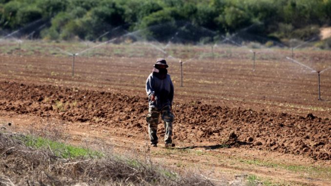 Feldarbeiter - Bild: über dts Nachrichtenagentur