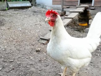 Verbraucherzentrale dringt auf Tierhaltungsreform