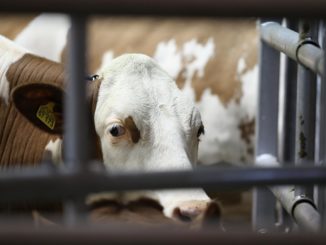 Erste Bundestierschutzbeauftragte will „feindbildfrei“ agieren