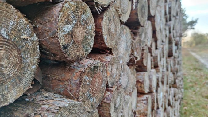 Holzstämme (über dts Nachrichtenagentur)