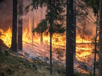 Faeser stellt Ländern Hilfe bei Waldbränden in Aussicht