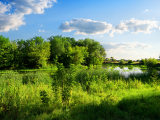 Weber will EU-Naturschutzgesetz zu Fall bringen – EVP-Chef: „Das ist ein schlechtes Gesetz“