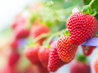 Landwirte erwarten niedrigste Erdbeerernte seit 25 Jahren
