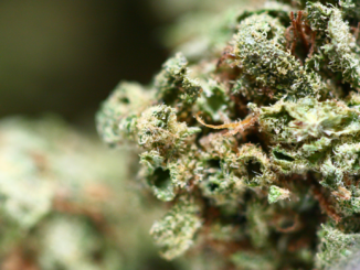 Cannabis: Drogenbeauftragter will besseren Schutz von Jugendlichen