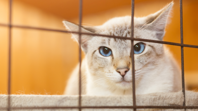 Katze im Zwinger (über cozmo news)