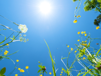 Wetterdienst: Sommer in Deutschland abermals zu heiß