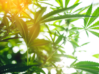 „Nischenprodukt mit vielen Hürden“: Landwirte rechnen nicht mit Schub beim Anbau von Hanf