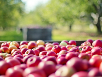 Unterdurchschnittliche Apfelernte erwartet