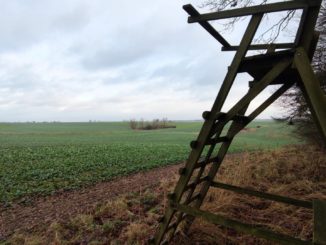 Gutachten: Wolfsbestände müssen erfasst und reguliert werden