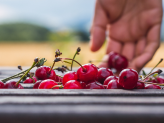 Kirschernte fällt 2023 unterdurchschnittlich aus