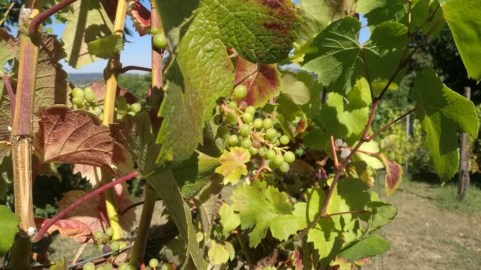 Weinstock (Archiv) (über dts Nachrichtenagentur)