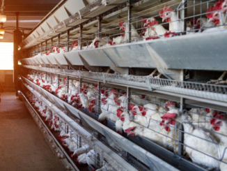 Erzeugerpreise landwirtschaftlicher Produkte weiter rückläufig