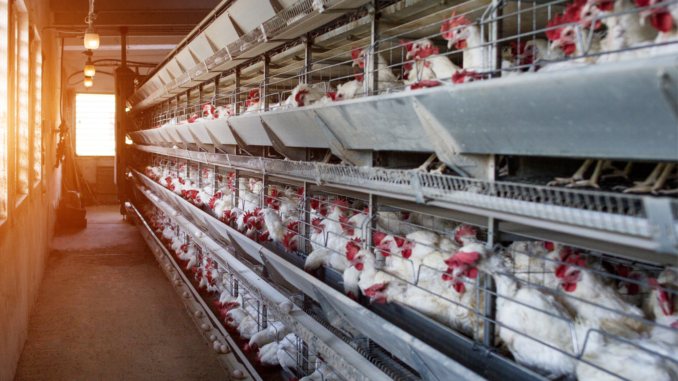 Hühner in Käfighaltung (über cozmo news)