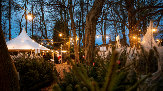 Weihnachtsbaumverkauf (über cozmo news)