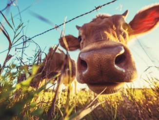 NRW-Agrarministerin erwartet Ausbreitung der Blauzungenkrankheit