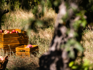 Ungünstige Witterungsverhältnisse sorgen für schlechte Apfelernte