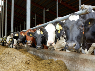 Erzeugerpreise landwirtschaftlicher Produkte sinken weiter deutlich