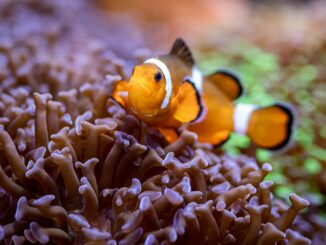 Fasching im Nürnberger Tiergarten: Freier Eintritt für verkleidete Kinder