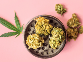 TÜV warnt: Legalisierung von Cannabis darf Rauschfahrten nicht bagatellisieren