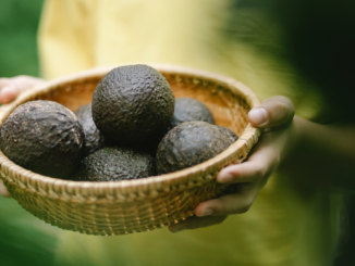 Importe von Avocados mehr als verfünffacht: +402 Prozent in den letzten zehn Jahren