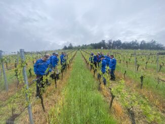 In ganz Süddeutschland: Dramatische Frostschäden an Obst und Wein