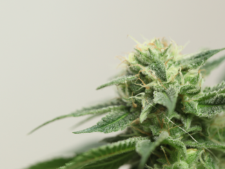 Cannabis-Legalisierung: Mehrheit befürchtet negative Folgen für Verkehrssicherheit Cannabis-Legalisierung: Mehrheit befürchtet negative Folgen für Verkehrssicherheit