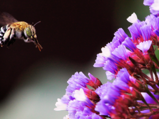 Internationaler Tag des Artenschutzes am 3. März: So kannst Du gefährdete Wildbienen unterstützen