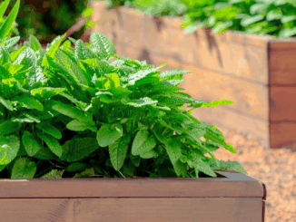 Aromatische Kräuterpracht: So gelingt die DIY-Kräuterzucht im Hochbeet