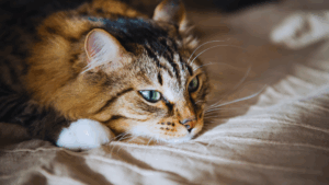 EU-Parlament stärkt Tierschutz – Schärfere Regeln gegen illegalen Haustierhandel