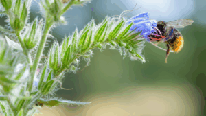 Wie aus einem Topf voll Erde ein Paradies für Wildbienen wird