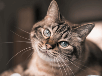 Zu wenig Liebe, zu viele Zweifel: Mann bekommt Katzen nicht zurück