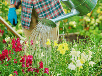 Sommerhitze meistern: So bringst du deinen Garten souverän durch die Trockenzeit