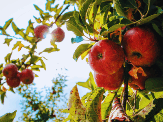 Rekordernte 2025: Deutschland knackt die Millionen-Marke bei Äpfeln – jetzt wird’s spannend für Verbraucher